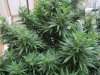 Winter summer grow pix 2012 - 2013 003.jpg