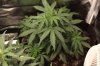 ak47-28days-1.jpg