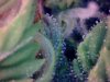 plant1-Day74-trichomes1.jpg