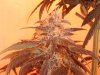 bud 097.jpg
