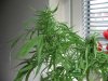 sativa1.jpg