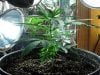 Day30_Transplanted3Gal_Side2.jpg