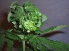 plantpic.JPG