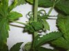 plantpic2.JPG