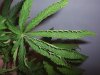 plantpic3.JPG