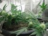 bent purplekush-1.jpg