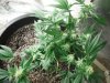 purplekush1.jpg