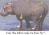 hippo.jpg