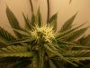 flower_d26_3.jpg