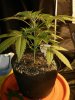 2014-01-18 22.50.04 - Irie OG #2.jpg