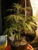 2014-01-18 22.52.45 - Irie OG #3.jpg