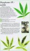 phosphorus (p) marijuana weed nutrient problem.jpg