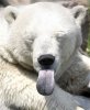 44PolarBear13StickingOutTounge.jpg