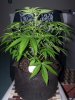 2014-01-27 -- Irie OG #2 - Pic #1.jpg