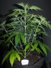 2014-01-27 -- Irie OG #4 - Pic #1.jpg