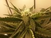 flower_d35_1.jpg