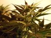 flower_d35_6.jpg