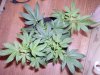 PIC_0574.jpg