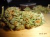 guitarisgr8-250038-albums-greenhouse-chemdawg-picture3005807-dsc00567.jpg