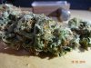 guitarisgr8-250038-albums-greenhouse-chemdawg-picture3005808-dsc00577.jpg