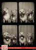 o-PHOTO-BOOTH-DOGS-570.jpg