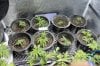 Clones Transplanted.jpg