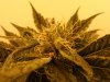 flower_d47_7.jpg