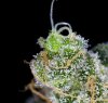 TGA's Mickey Kush @ Day 50 (6 of 8).jpg