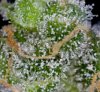 TGA's Mickey Kush @ Day 50 (7 of 8).jpg
