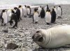 seal-photobombs-penguins.jpg