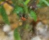 ladybugeat.jpg