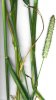 Starr_020702-9003_Phalaris_aquatica.jpg