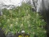 Full Grow Library 3-13-14 016.jpg