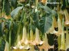 155IH-datura-arborea.jpg