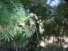 800px-Acacia-berlandieri-flowers.jpg