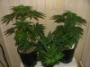 week 6 and male clones011.jpg