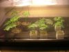 week 6 and male clones004.jpg