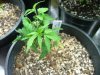 week 6 and male clones009.jpg