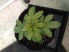 top plant dificiency?.jpg