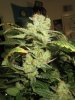 Trainwreck #1 - 5.jpg