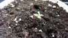 Day10 Plant B.jpg