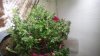 DSCN4173.jpg