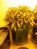 Plant 3-10 week6.jpg