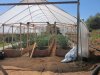 greenhouse 4-6-2014 013.JPG