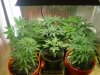 first grow 001.jpg