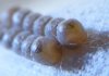 stinkbug eggs day 12 from front.jpg