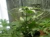 first grow 008.jpg