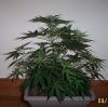 Grow Shots 001.jpg