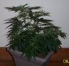 Grow Shots 002.jpg