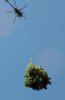 buar1_budding_invasion.jpg
